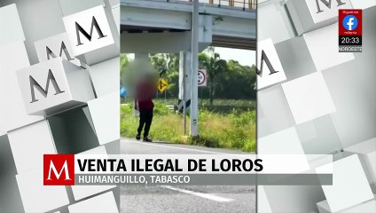 Profepa denuncia comercio ilegal de pericos y guacamayas en Tabasco y otras zonas