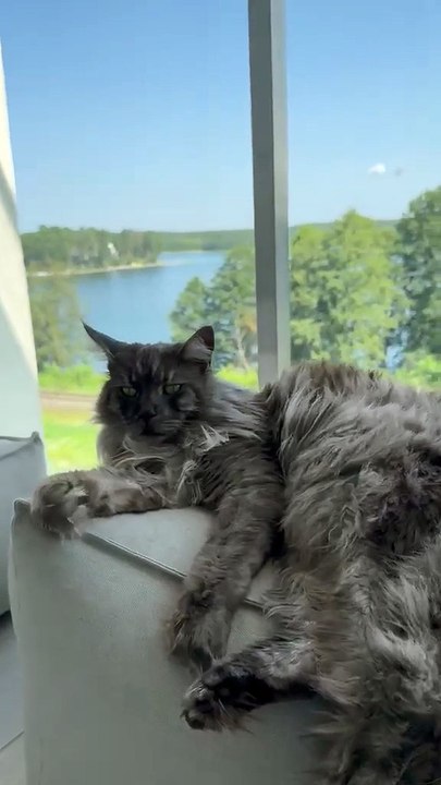 Lazy Sunday Vibes: Cat Sisters Master the Art of Chill 😻☀️ #funny #shorts #funnycats #cats #cutecats #funniestcats #viralcats