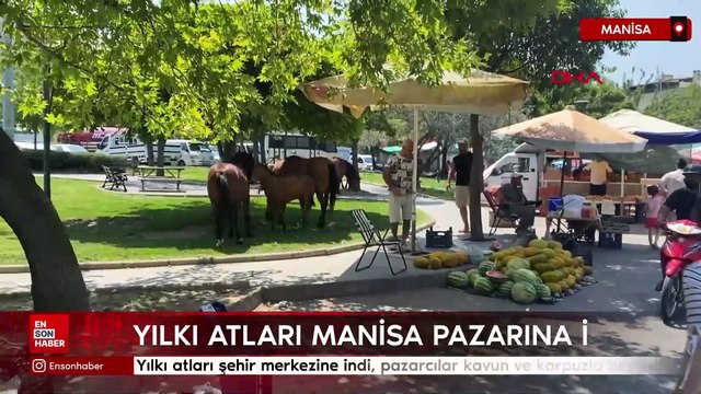 Manisa’da yılkı atları şehir merkezine indi, pazarcılar kavun ve karpuzla besledi