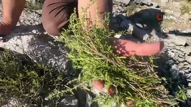 O Türkiye'nin kendi kendine yetişen şifa deposu: Hem toplayana kazandırıyor hem de tüketene!