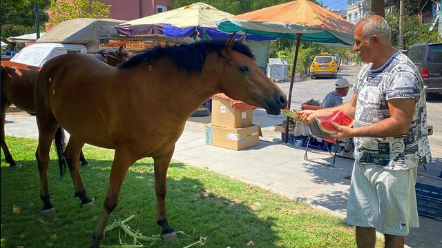 Yılkı atları kent merkezine indi, pazarcılar kavun ve karpuz ile besledi