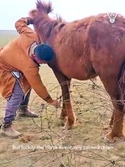 Rescuing a horse stuck in a fence! 🥺