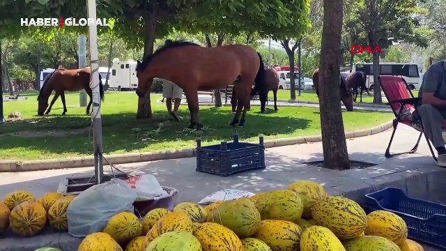 Yılkı atları Manisa'nın merkezine indi: Pazarcılar besledi
