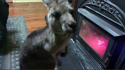 Beautiful Kangaroos in Australia 🇦🇺