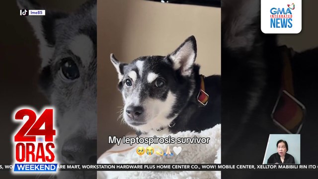 Pet dog ni Heart Evangelista, nagka-Leptospirosis; posibleng nakuha sa kontaminadong gamit | 24 Oras Weekend