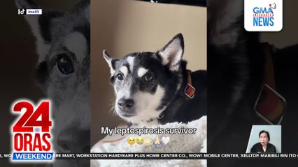 Pet dog ni Heart Evangelista, nagka-Leptospirosis; posibleng nakuha sa kontaminadong gamit | 24 Oras Weekend