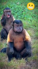 Monkey funny video | fish video 🐠 | monkey 🐒