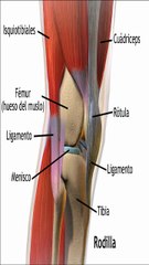 Cómo aliviar el dolor de rodilla rápido y de forma natural
