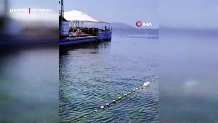 Caddebostan'da yunuslarla vatandaşın yüzme keyfi