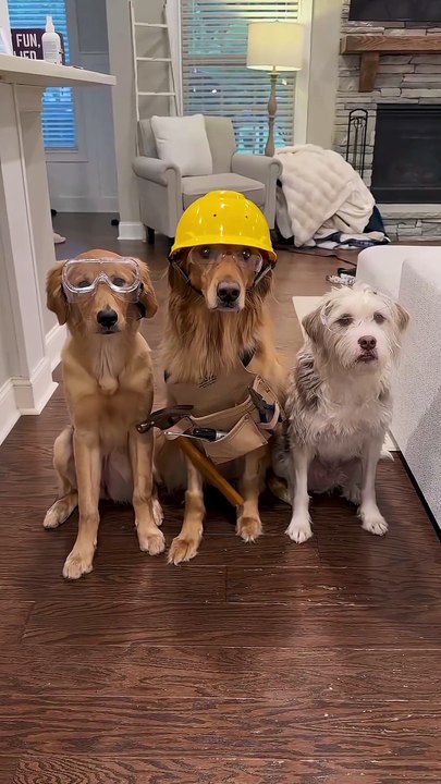 My Golden Retriever home 🏠| #usa #america #dog #golden #usadog