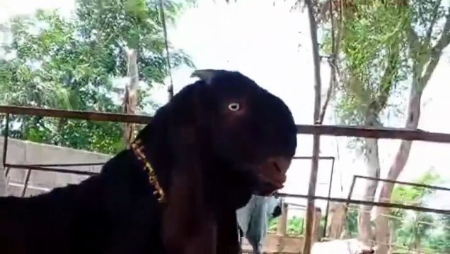 Amartasri Beetal Goat/Nagra Beetal Goat/Beetal Goat/Healthy Goat/Young Goat/Active Goat/Cute Goat