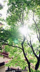 The Decoy Fiancee's Revenge - CN  #abel