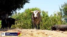 Los toros de La Quinta para Bilbao