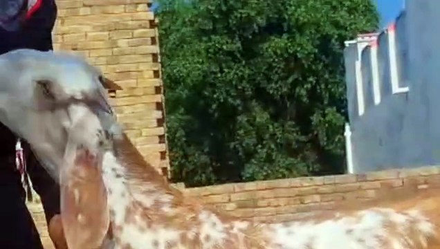 MakhiCheena Goat/Beetal Goat/Red Makhicheena Goat/Healthy Goat/Active Goat/Young Goat/Cute Goat