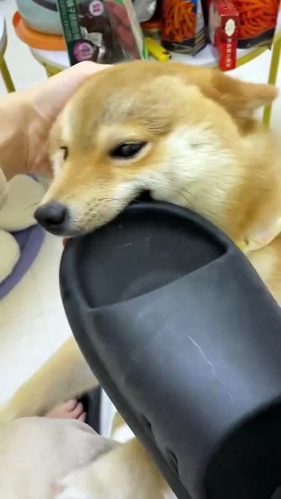 Cute dog