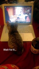 She understood the assignment... and the English too 🧠🐾 #fyp #foryou #cat #cats