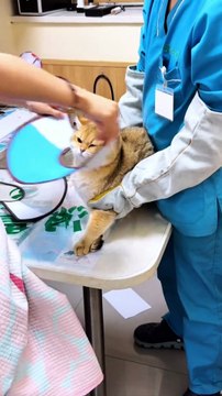 Trying to escape like it’s Prison Break: Cat Edition 🧱🐱 #fyp #foryou #cat #cats