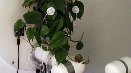 David Bowen_s _plant machete_ is an installation where a live philodendron plant controls a machete