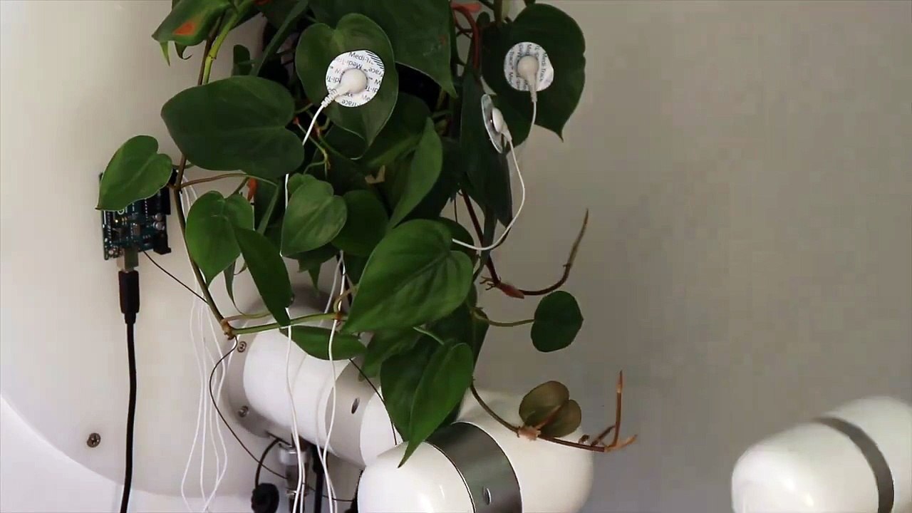 David Bowen_s _plant machete_ is an installation where a live philodendron plant controls a machete