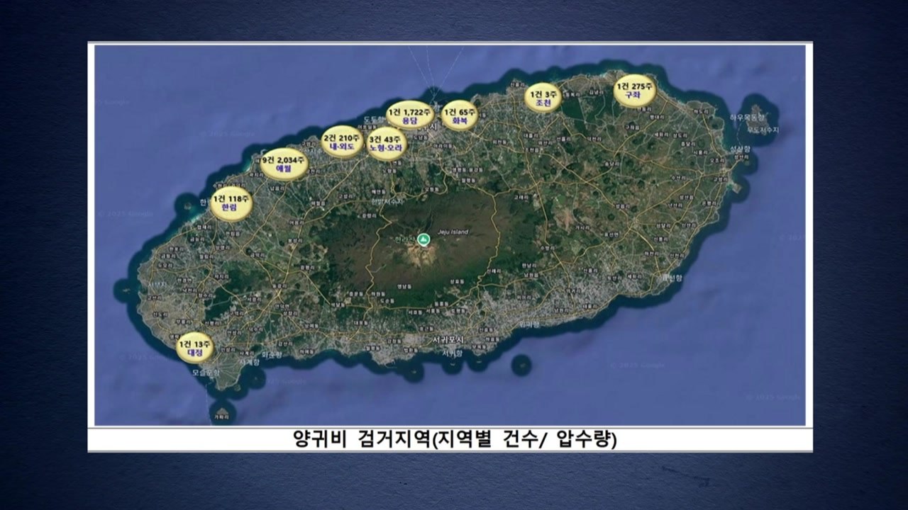 제주서 마약 성분 포함 '나도 양귀비' 대거 압수 / YTN