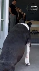 This dog gets an unexpected surprise from this famous brand