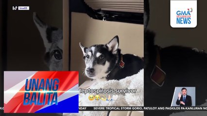 Fur baby ni Heart Evangelista, nagka-leptospirosis; posibleng nakuha sa kontaminadong gamit | Unang Balita