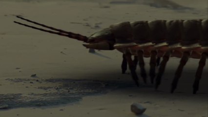Ancient Earth - S2 E1 What Killed The Giant Insects