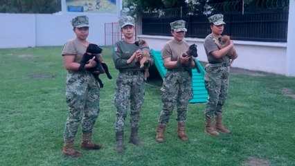 Mundial 2026: SEMAR presenta a los cachorros de la Generación FIFA y apoyarán en seguridad en México