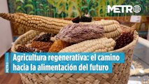 Agricultura regenerativa:el camino hacia la alimentación del futuro