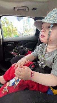 Piper the Frenchie & Toddler Pal Rock ‘True Colours’ in Car || #Frenchie #ToddlerLife
