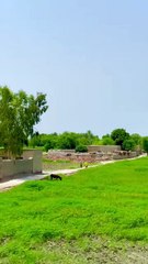 "Beautiful Green Fields of Village | Rural Life"