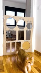 Epic Cat Cardboard Wall Challenge! 🐱📦 #shorts #cat #funny #viral