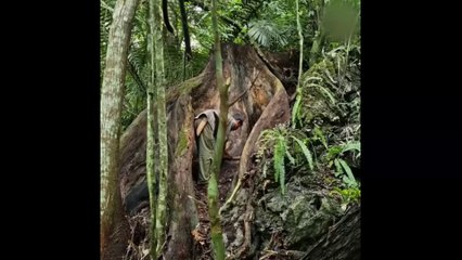 Building a Survival Shelter Deep in the Jungle 😱