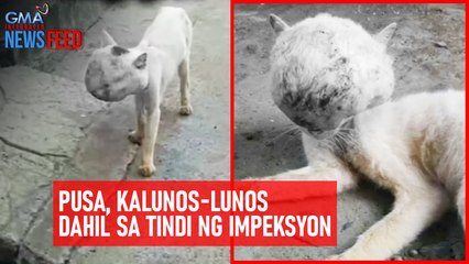 Pusa, kalunos-lunos dahil sa tindi ng impeksyon | GMA Integrated Newsfeed