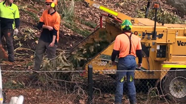Hope for the future after removal of historic trees at Perth’s Kings Park