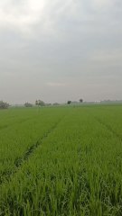 suasana persawahan di dusun banteng ompong desa cikarang kecamatan cilamaya wetan kabupaten karawang provinsi jawa barat