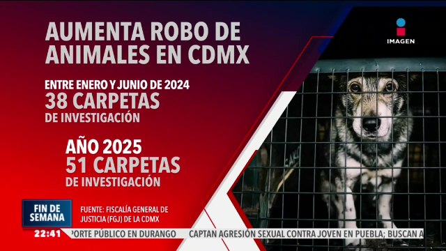 Aumenta el robo de mascotas en la CDMX; perros y gatos son las principales víctimas