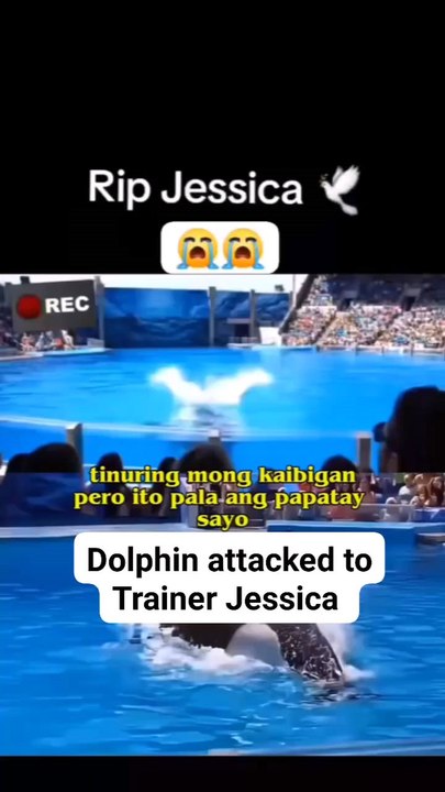 Dolphin attacked to Jessica trainer 😔😔