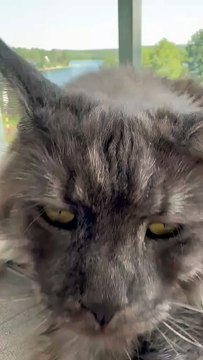 While You Work… We Purr! 😹 Cat Sisters Still Living the Weekend Dream #cats #funnycats #shorts #cutecats #cuteanimals #funnyanimals