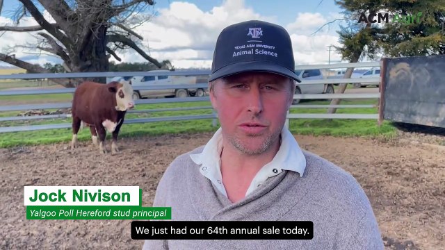 Yalgoo Poll Hereford sale thrives on 'buoyant beef market'