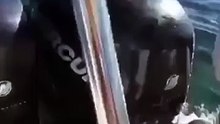 A seal escaping from  whale jumped onto a boat