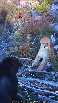 Wildlife Close Encounters – When Nature Gets Too Close Wildlife Close Encounters