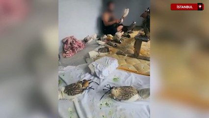 Avlanması yasak kuşları yurt dışına satan şüpheli İstanbul'da yakalandı