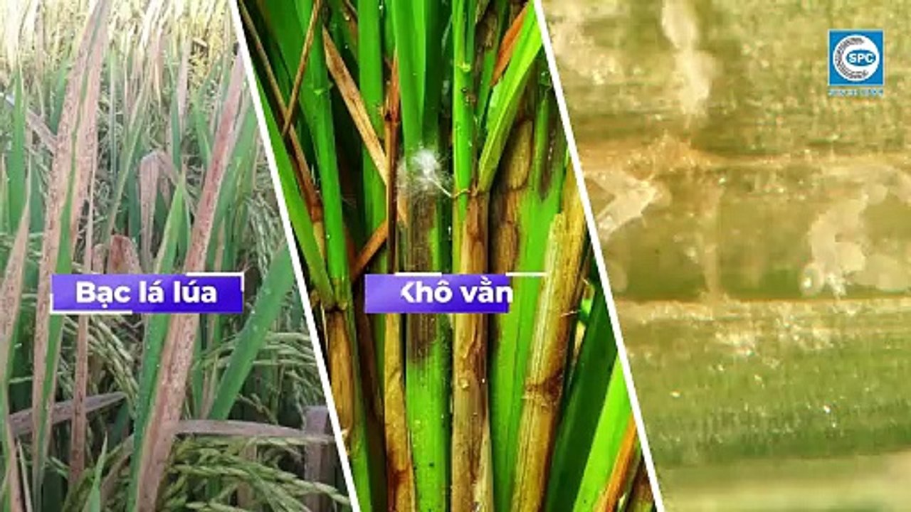 BỆNH LEM LÉP HẠT LÚA - PHÒNG TRỪ SỚM BẢO VỆ NĂNG SUẤT!