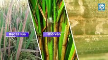 BỆNH LEM LÉP HẠT LÚA - PHÒNG TRỪ SỚM BẢO VỆ NĂNG SUẤT!