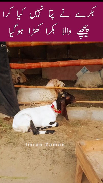 PICHY Wala BAKRA Achanak Khara Hogaya😱