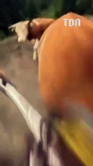 Lors d'une descente en VTT, il percute une vache