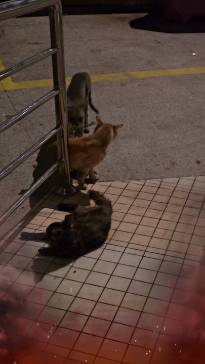 Cat Fighter