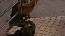 Cat Fighter