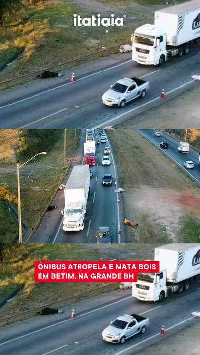 Vídeo: ônibus atropela e mata bois em Betim, na Grande BH